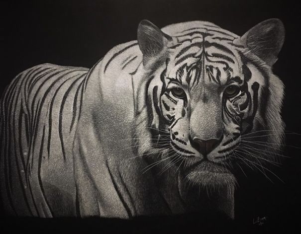 A White Tiger - If You Have Never Seen One, Here's Your Chance! An Original Scratch Art On A 14"X18"X1/8" Board - One Of A Kind! - Www.luzimmscratchart.com