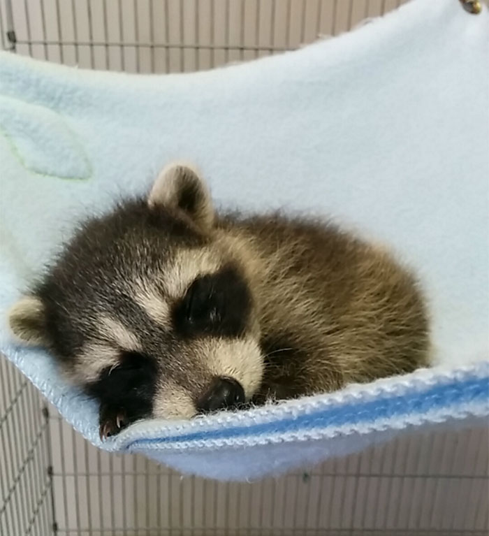 Cute Raccoon