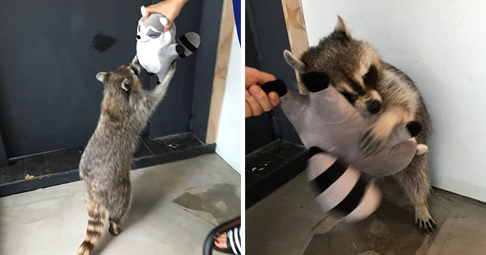 86 Trash Panda Pics That Prove They’re The Cutest Animal In The World
