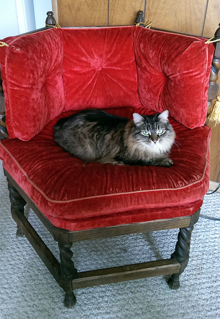 Mi mujer encontró esta silla en el mercadillo...es un trono para gatos