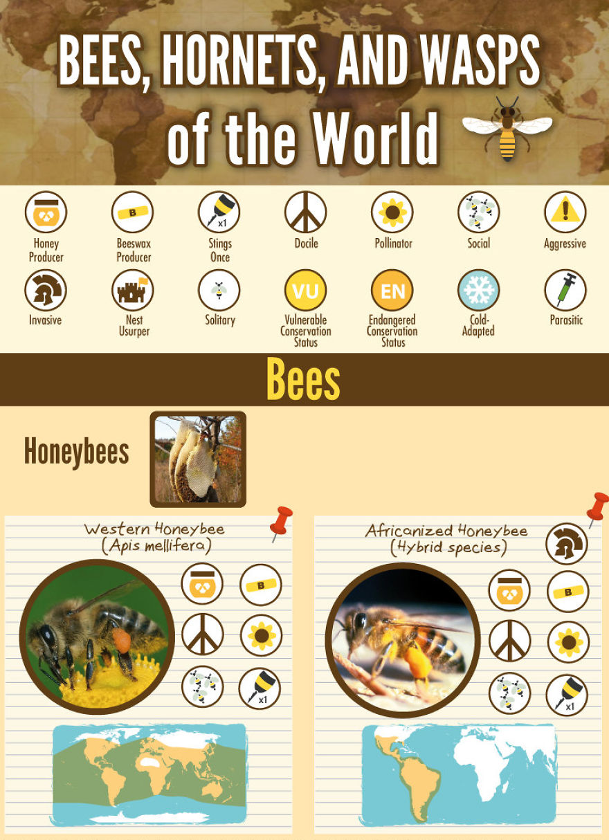 Bzzzz.... Bees Of The World