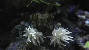 These Crabs Use Sea Anemones As Boxing Gloves To Fight Their Enemies, But They Look Like Cheerleaders