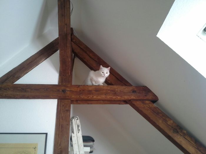 He Went Up There Himself And Cried Because He Wasn't Able To Get Down