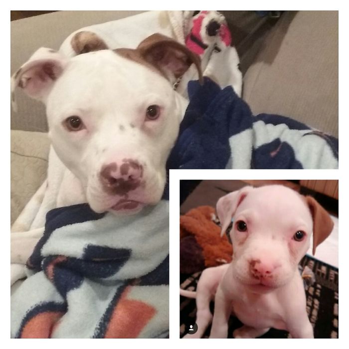 Roxie At 7 Weeks And 2 Years Later.