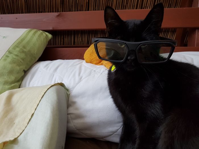 My Cat Is Learning To Read