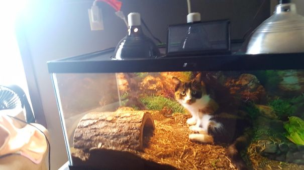 Hearing Banging From The Tortoise Tank, Caught That Feline!