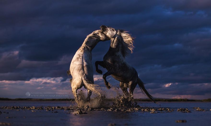 I Photograph Horses Of The Sea