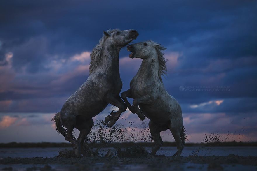 I Photograph Horses Of The Sea