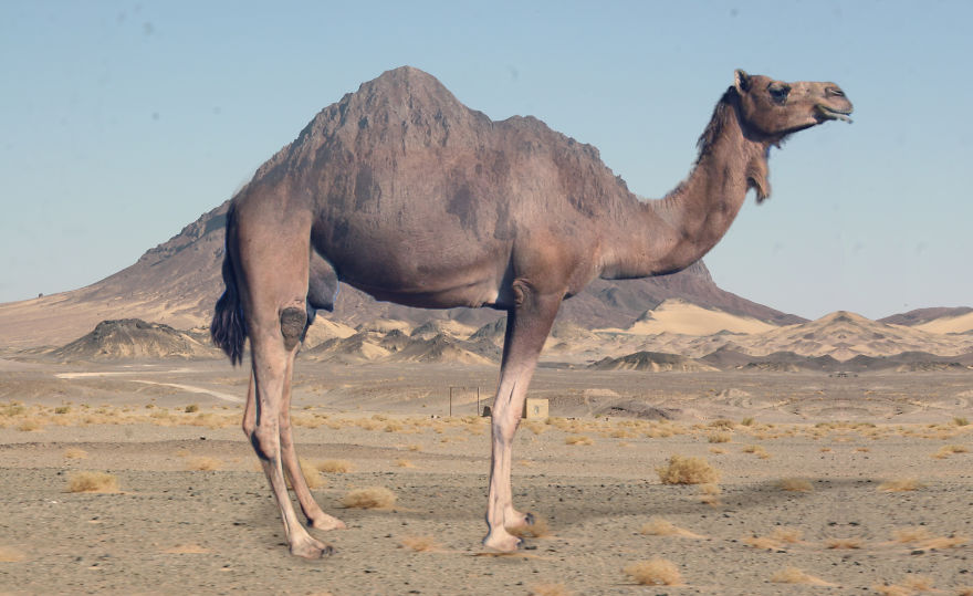 Camelflage