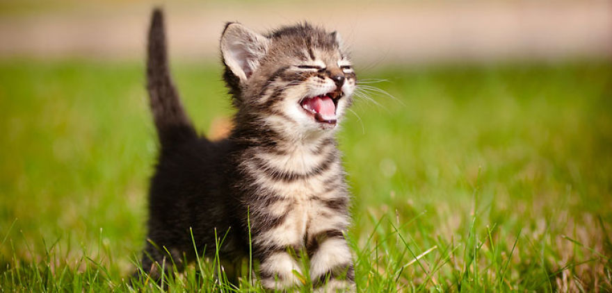 These Cute Af Kittens Will Help You Get Through Your Day