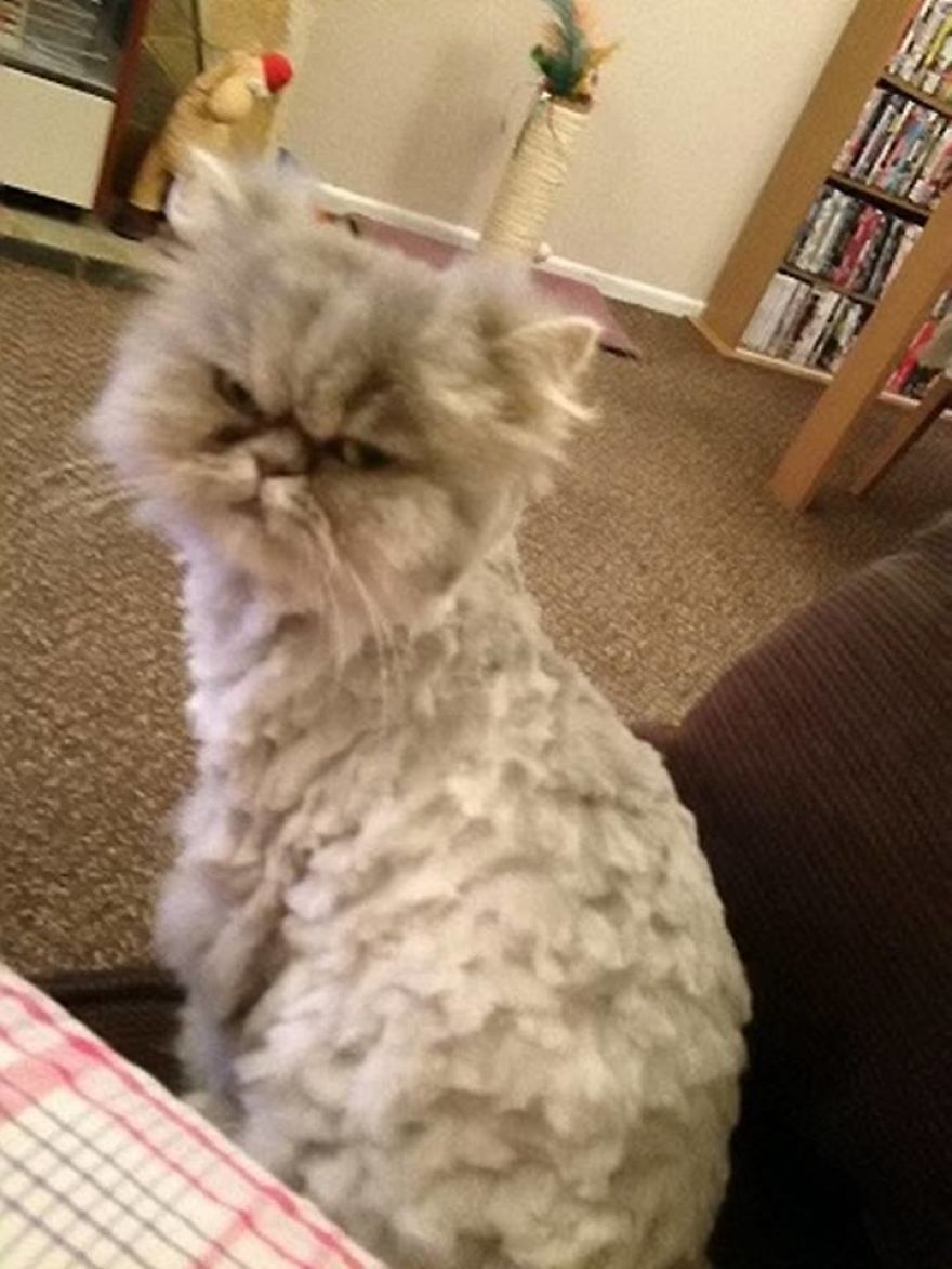 Meet The Latest Grumpy Cat