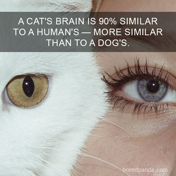 Cat Fact