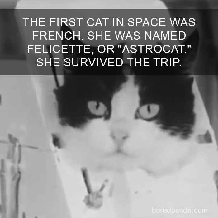 Cat Fact