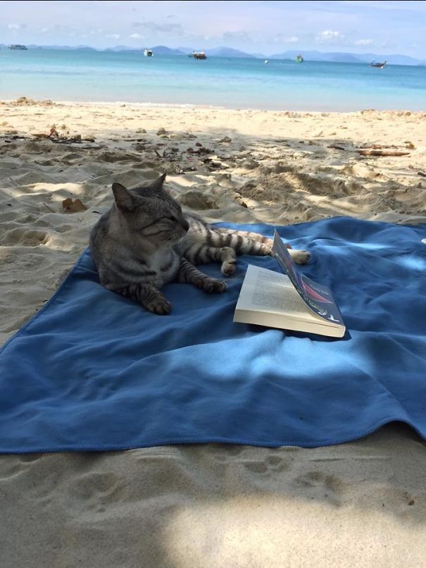 Cat On The Beach Pretending To Read ^-^