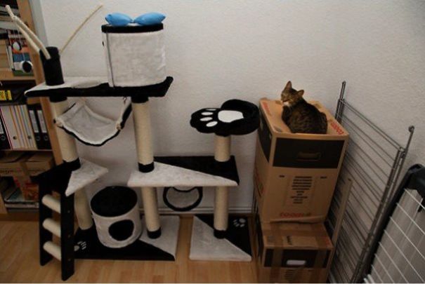 Just Another Cats Collection - Because Meow, That's Why!