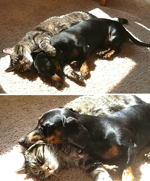 Found My Cat And Dachshund Cuddling Together In The Sun