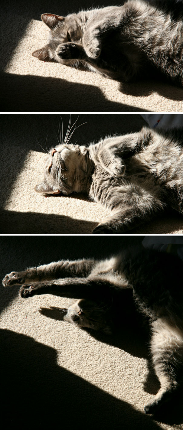 Lazy Cat In The Sun