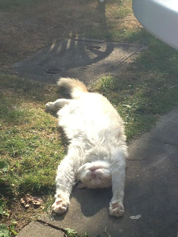 Caught The Neighbours Cat Sunbathing Again In Our Garden