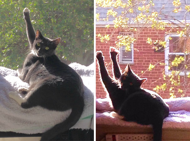 My Boyfriend’s Cat Likes To Worship The Sun By Giving High-fives With One Or Both Paws