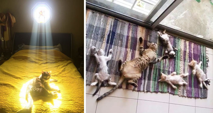 188 Cats Who Love Sun More Than Anything