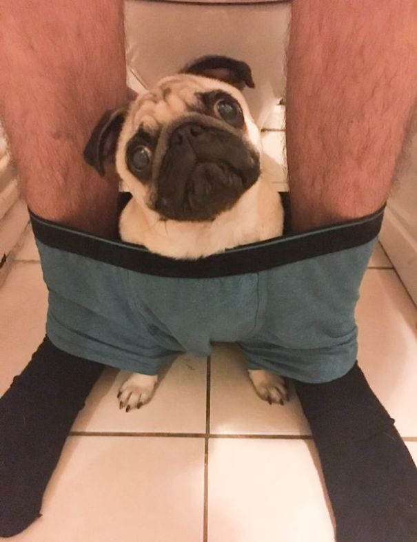 clingy-pug-dog-stays-with-owner-pants-to