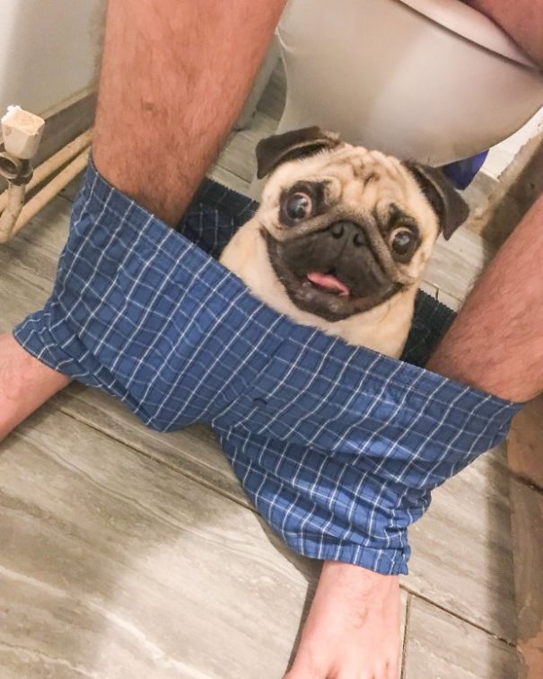 This Pug Is So Clingy He Refuses To Let His Owner Go To The Toilet Alone