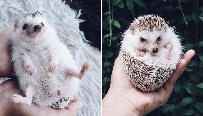 Meet Pokey, My First Hedgehog Pet