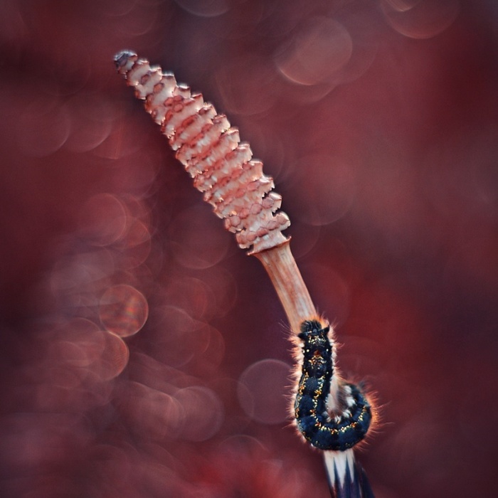 I Capture The Beautiful Polish Nature Through A Macro Lens