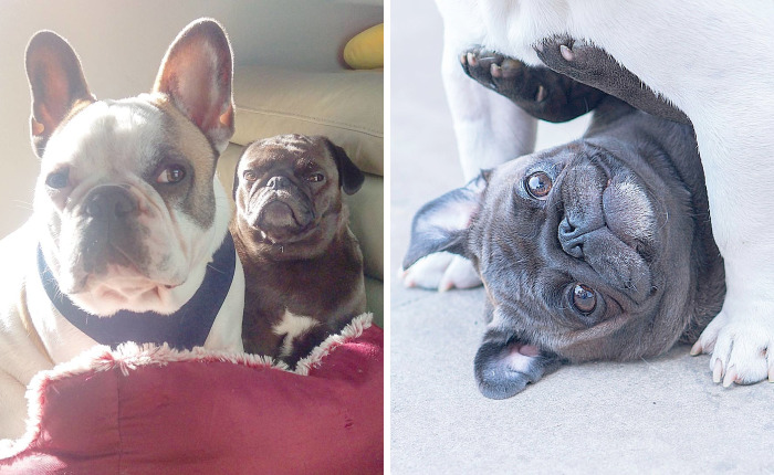 Furry Ying And Furry Yang