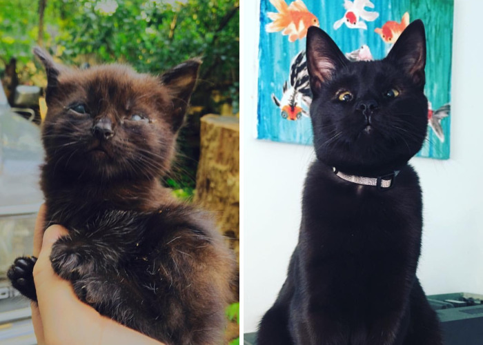 Meet Inky, The Kitten With No Eyelids