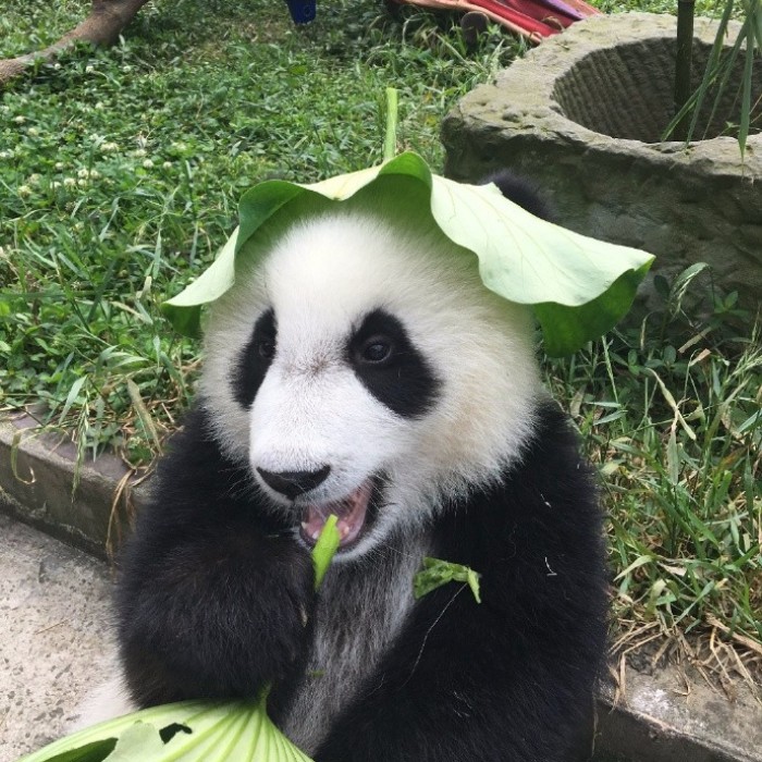 Hey Bored Pandas, Let Me Tell You How The Real Panda Babies Escape From The Blaze Of The Hot Sun