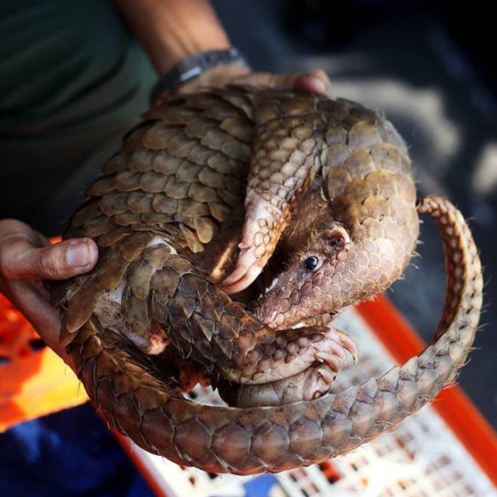No Trade, No Killing: 200+ Muggled Pangolins Tracked Down In Indonesia