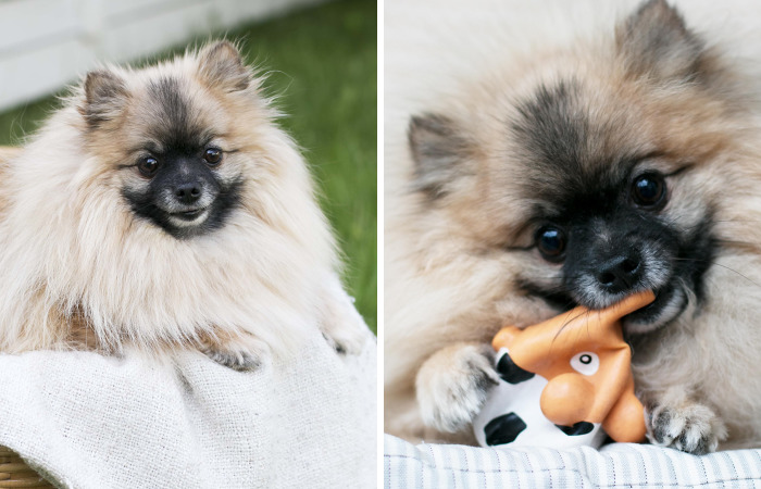 Meet Poly, The Cutest Kleinspitz On Instagram