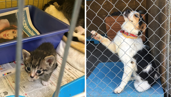 They Saved More Than 1000 Cats And Dogs Last Year