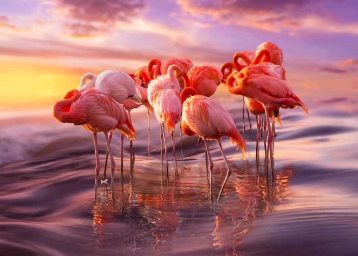 84 Gorgeous Flamingo Pics To Celebrate Pink Flamingo Day