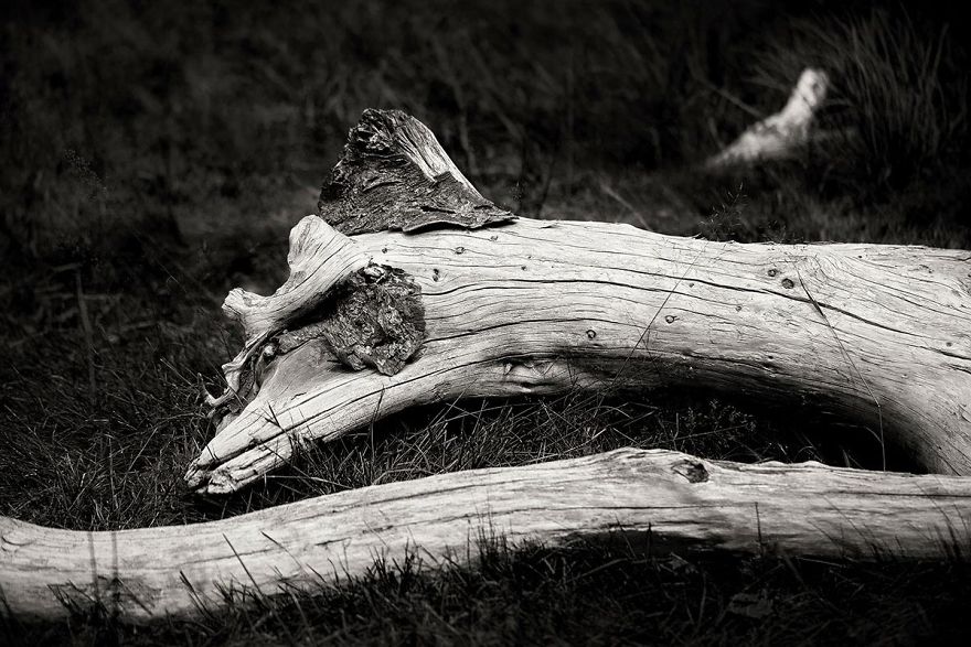 Wooden Creatures Photo Series - Nature's Fantastical Shapes And Structures