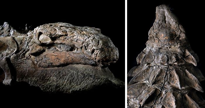 110 Million-Year-Old Dinosaur ‘Mummy” Has Been Just Discovered By Mine Workers In Canada