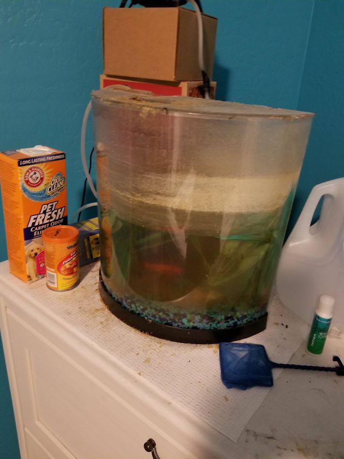 Owner Hasn't Cleaned This Goldfish's Aquarium For 1,5 Years, So This Hero Decided To Do Something About It