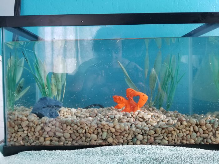 Owner Hasn t Cleaned This Goldfish  s Aquarium  For 1 5 