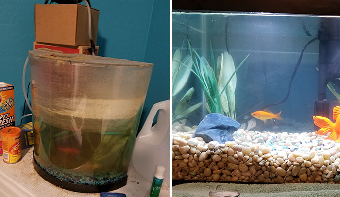 Owner Hasn’t Cleaned This Goldfish’s Aquarium For 1,5 Years, So This Hero Decided To Do Something About It