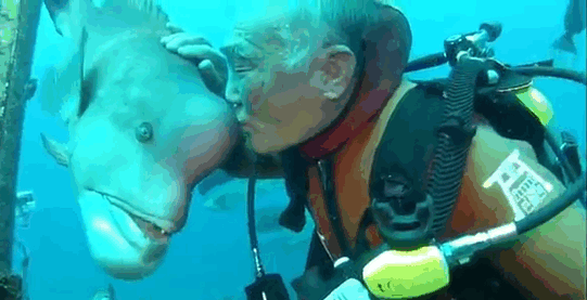 This Japanese Diver Has Been Visiting His Best Friend Fish For 25 Years Now