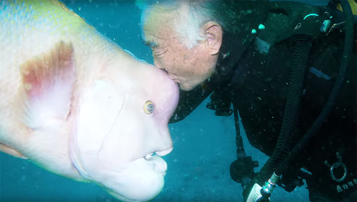 This Japanese Diver Has Been Visiting His Best Friend Fish For 25 Years Now