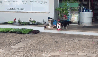 Every Day This Dog Goes Shopping All By Himself, Returns With Bags Full Of Food