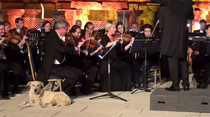 Dog Interrupts Orchestra Performance In Cutest Way Ever, Gets Rounds Of Applause