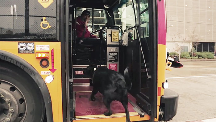 dog rides bus seattle eclipse 11 5948c8aa82ba8  700 - Cachorro pega todos os dias ônibus para ir ao parque