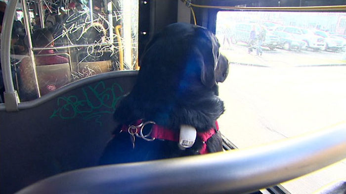 dog rides bus seattle eclipse 5948d57d296ed  700 - Cachorro pega todos os dias ônibus para ir ao parque