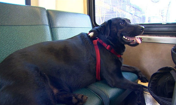 dog rides bus seattle eclipse 5948d57ea9ef4  700 - Cachorro pega todos os dias ônibus para ir ao parque