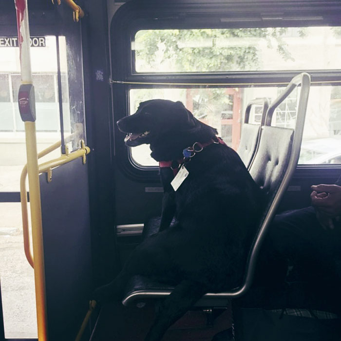 dog rides bus seattle eclipse 5948e1cee5c6f  700 - Cachorro pega todos os dias ônibus para ir ao parque