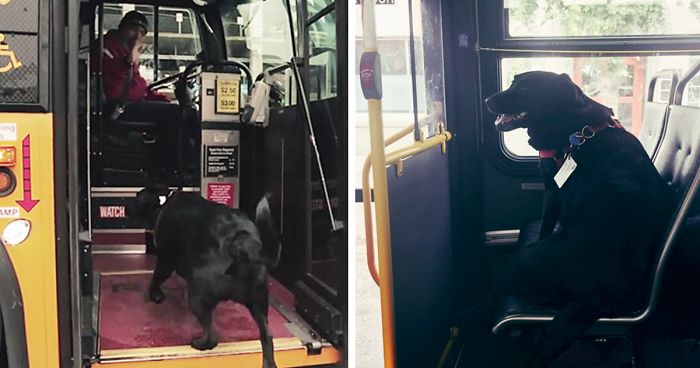 Every Day This Dog Rides The Bus All By Herself To Go To The Park | Bored Panda