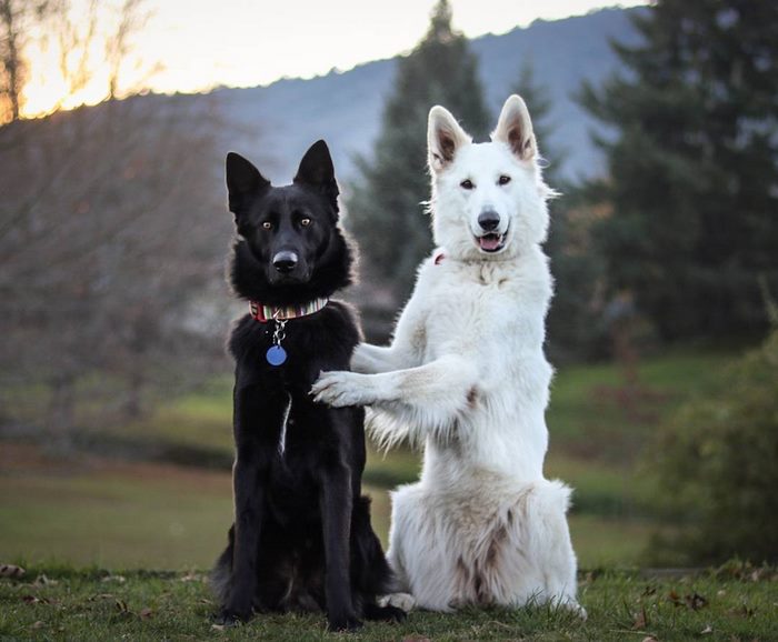 These Dog "Wedding" Photos Will Make Your Day